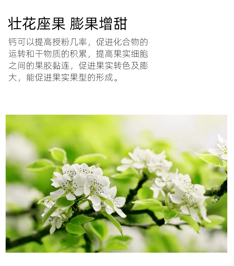 鈣作用1.png 鈣作用1.png