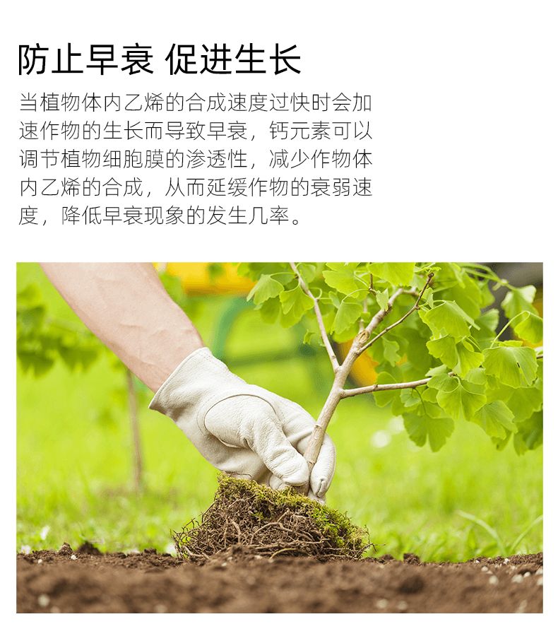 鈣作用3.png 鈣作用3.png